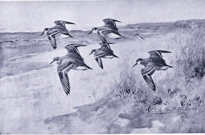 A Trip of Dunlin by Frank Southgate